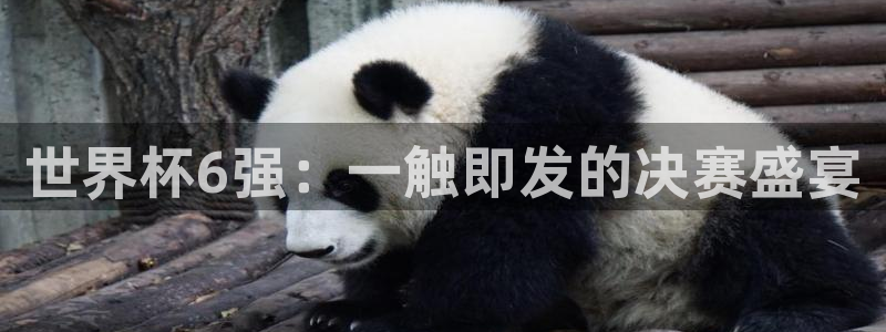 免费看足球直播比赛：世界杯6强：一触即发的决赛盛宴